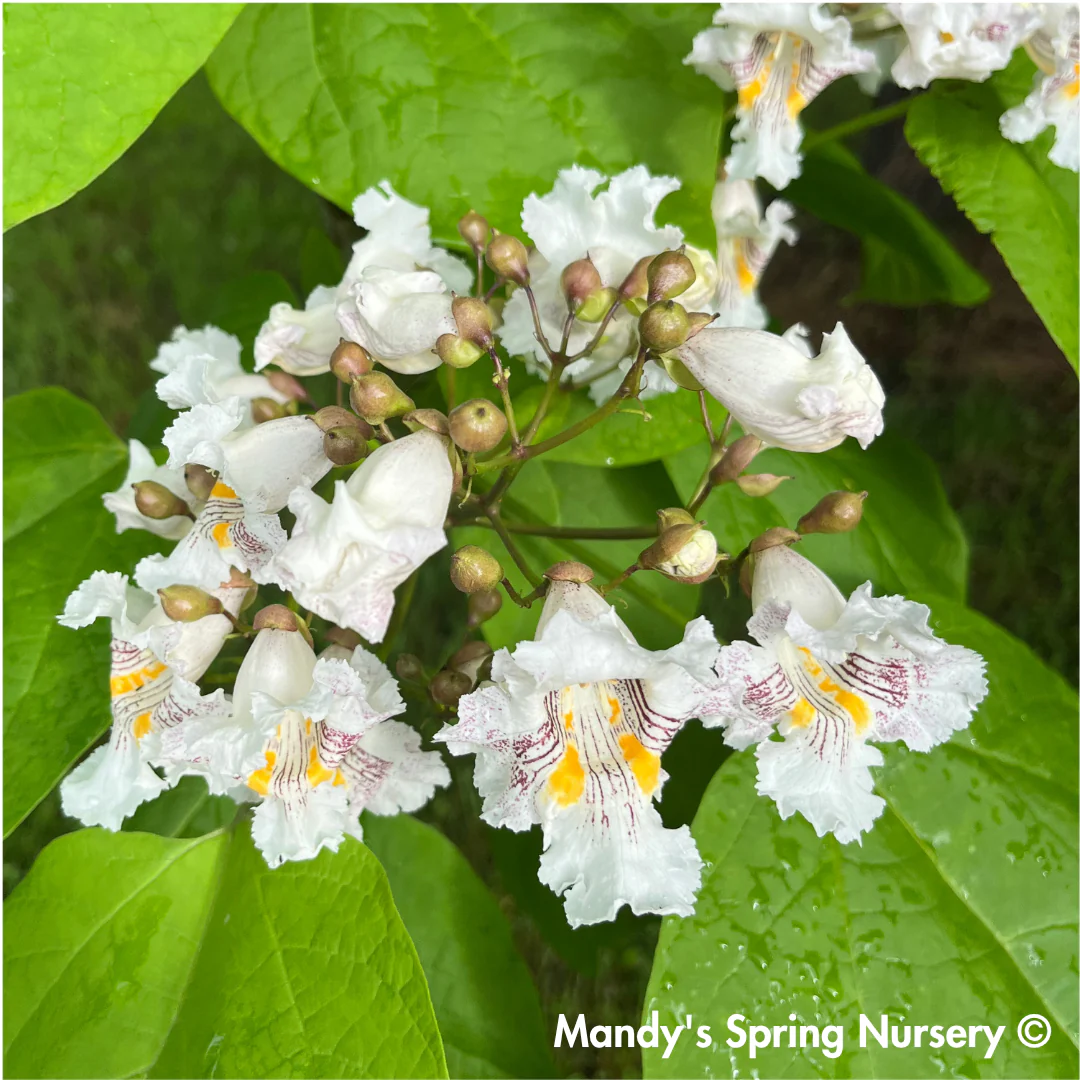 Northern Catalpa | Catalpa speciosa - Image 6