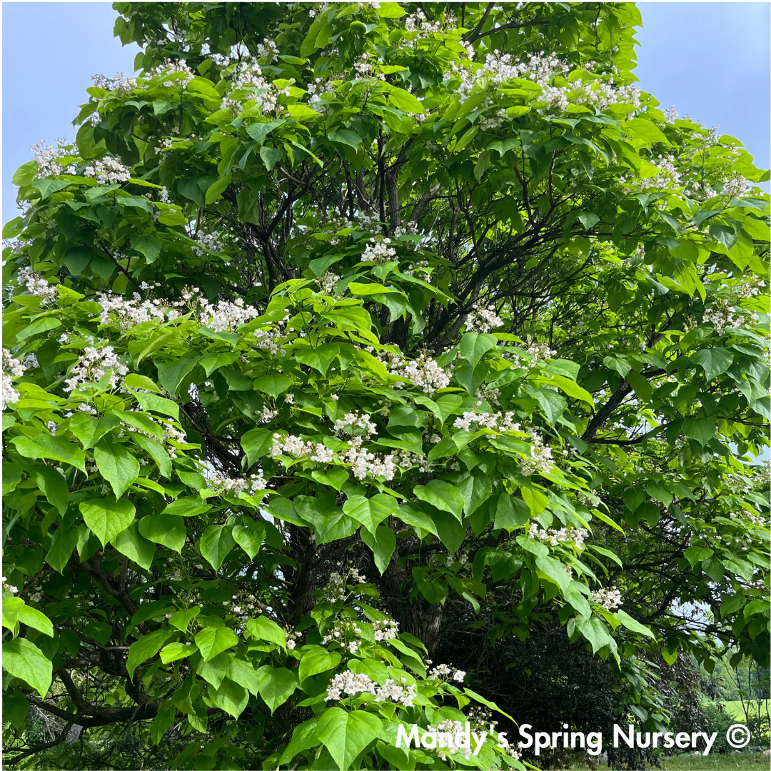 Northern Catalpa | Catalpa speciosa - Image 7
