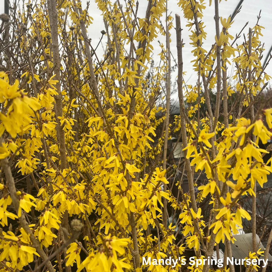 Northern Gold Forsythia - Image 6