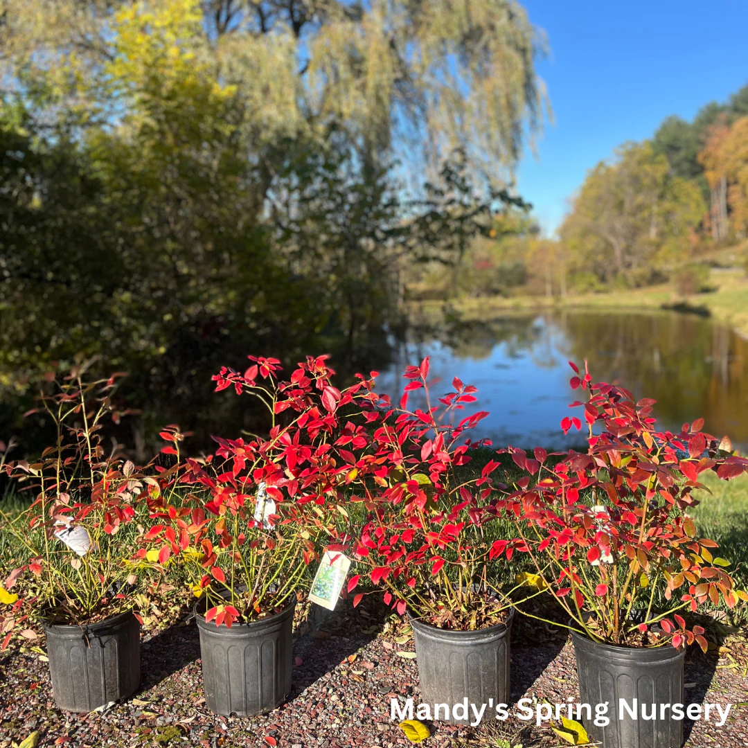Northland Blueberry | Vaccinium 'Northland' - Image 3