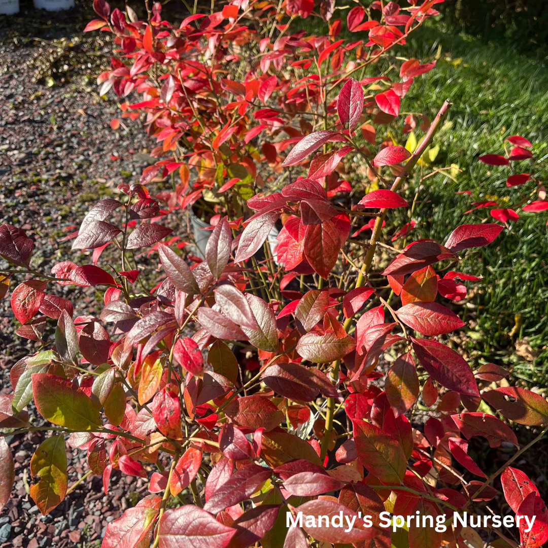 Northland Blueberry | Vaccinium 'Northland' - Image 4