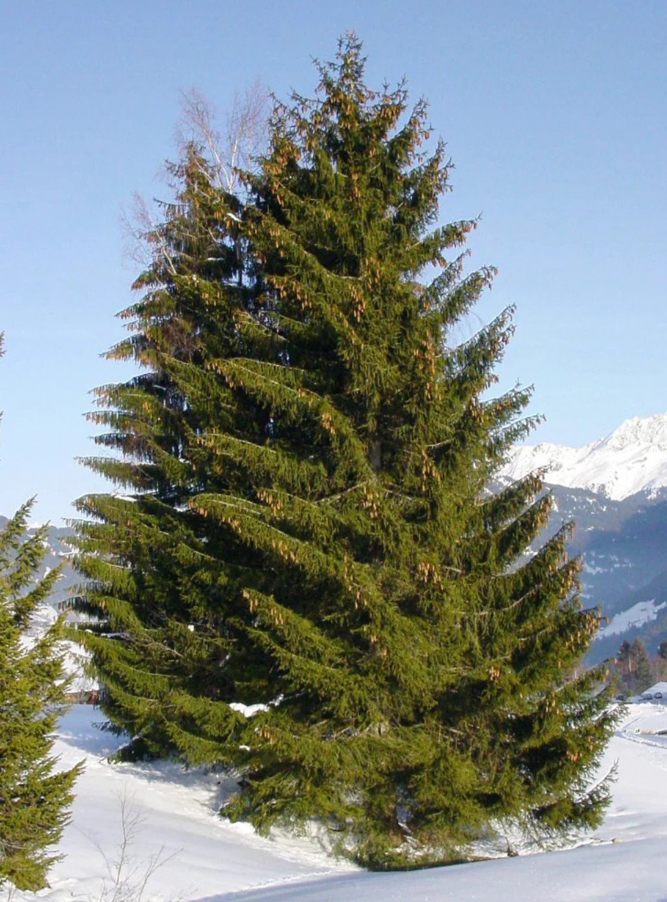 Norway Spruce | Picea abies - Image 4