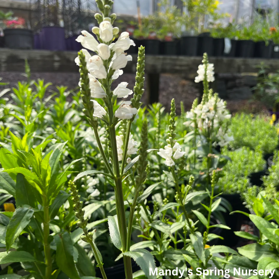 Miss Manners Obedient Plant | Physostegia virginiana - Image 3
