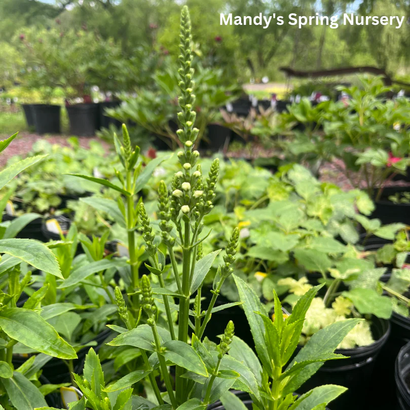 Miss Manners Obedient Plant | Physostegia virginiana - Image 4