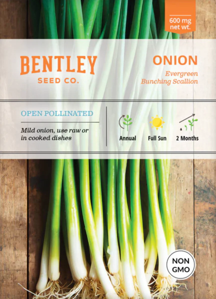Onion 'Evergreen Bunching' Scallions - Vegetable Seeds - Image 2