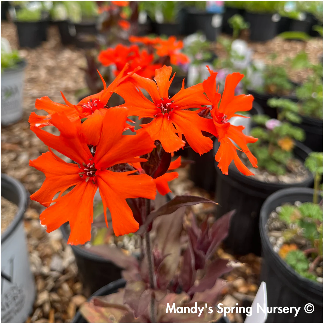 'Orange Gnome' Catchfly | Lychnis arkwrightii - Image 2