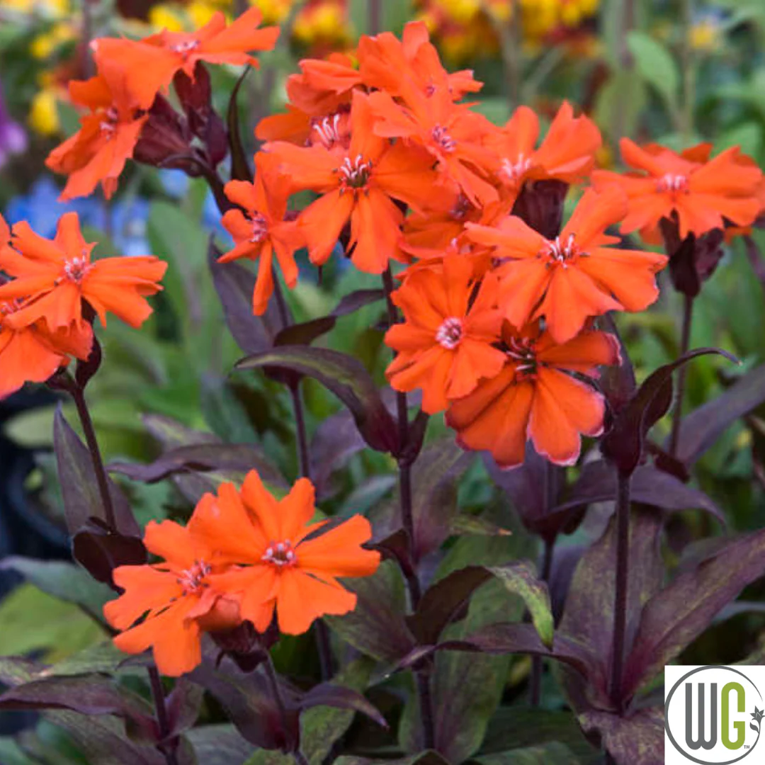 'Orange Gnome' Catchfly | Lychnis arkwrightii - Image 3