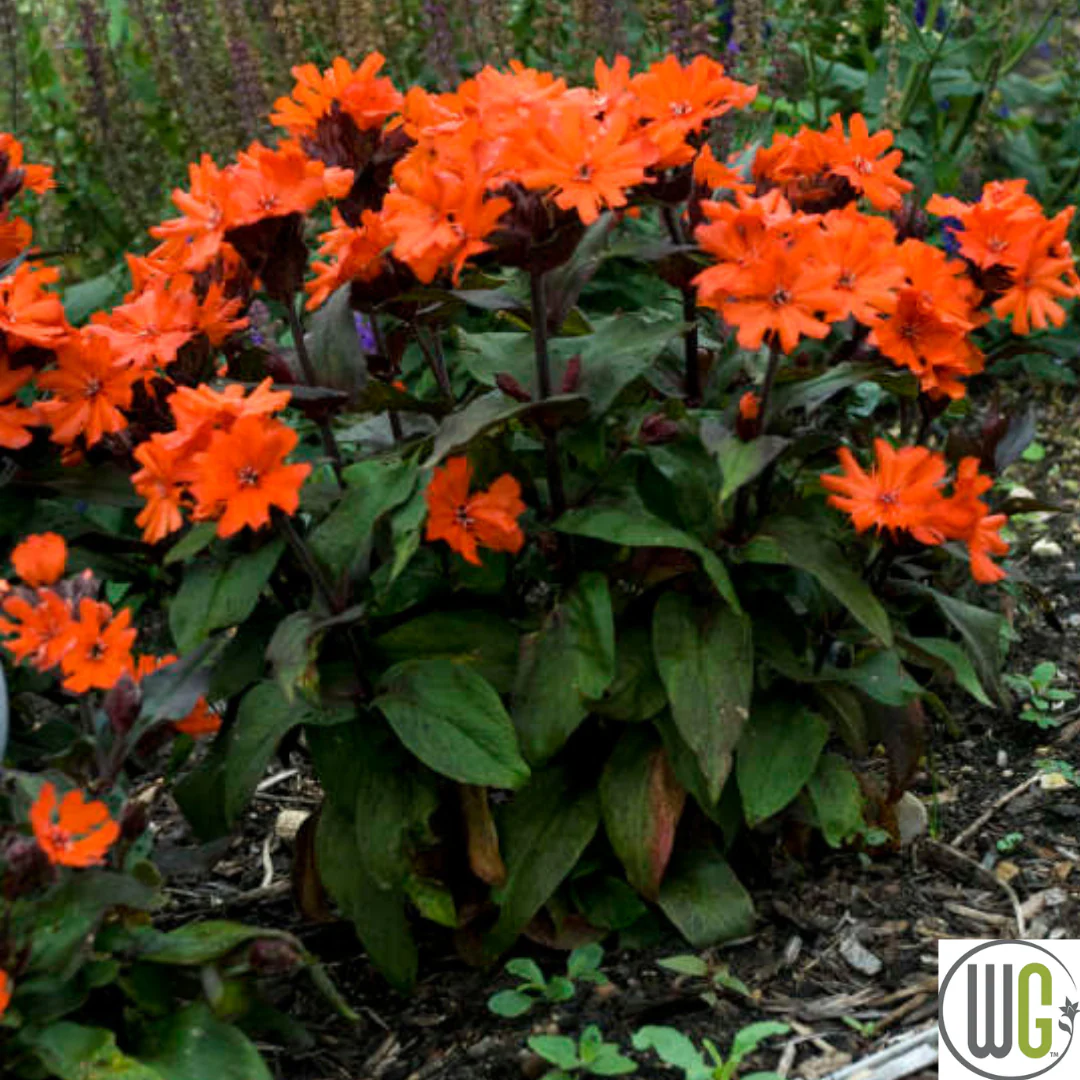 'Orange Gnome' Catchfly | Lychnis arkwrightii - Image 4