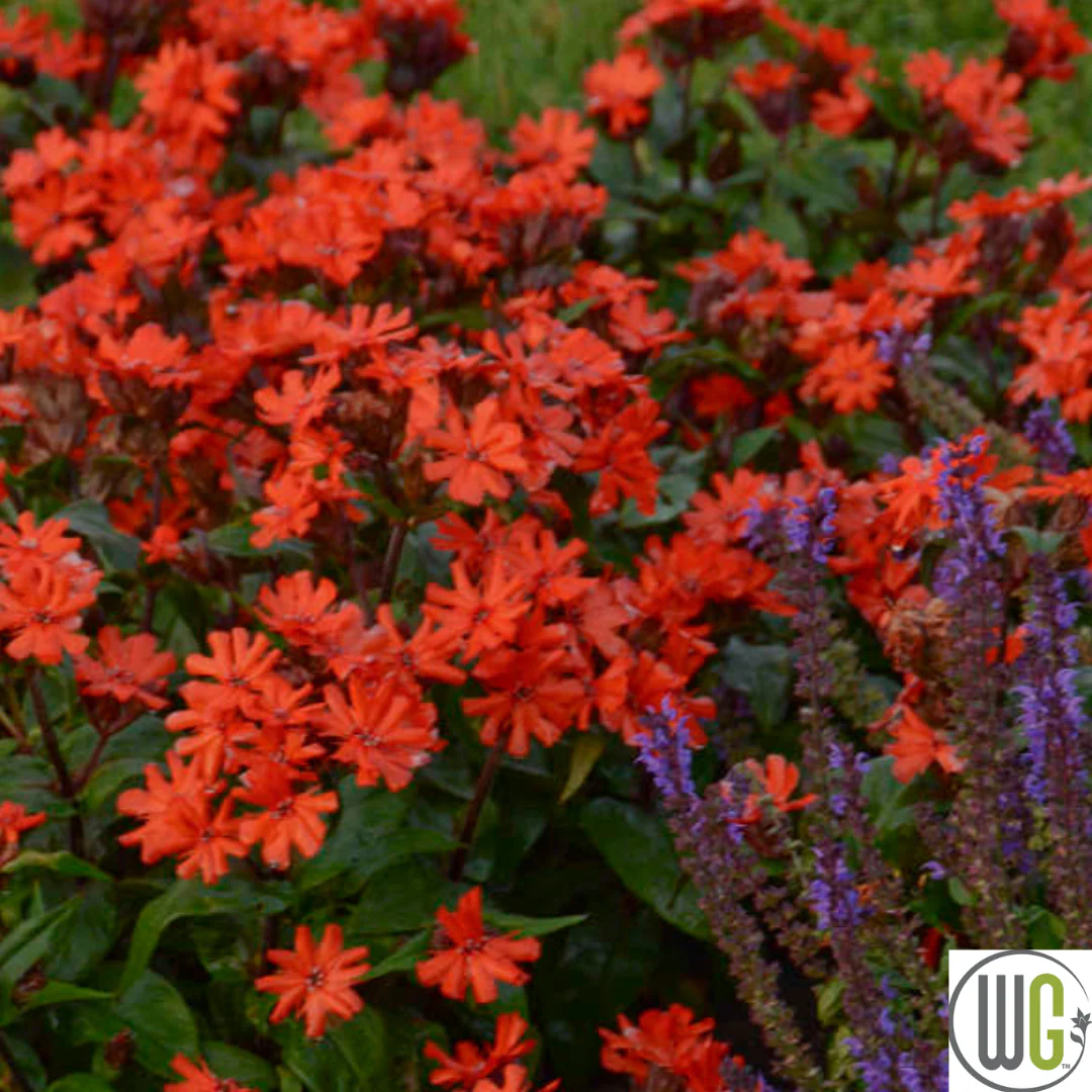 'Orange Gnome' Catchfly | Lychnis arkwrightii - Image 5