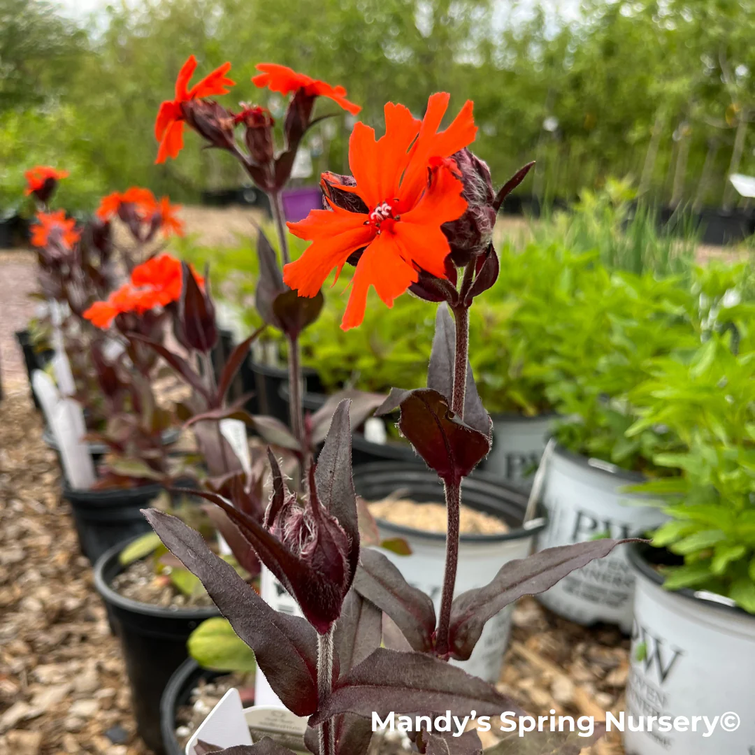 'Orange Gnome' Catchfly | Lychnis arkwrightii - Image 6