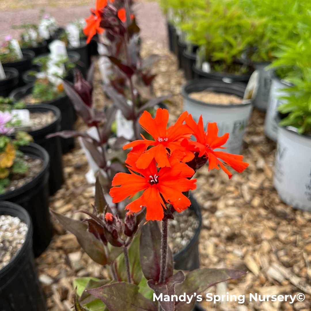 'Orange Gnome' Catchfly | Lychnis arkwrightii - Image 7