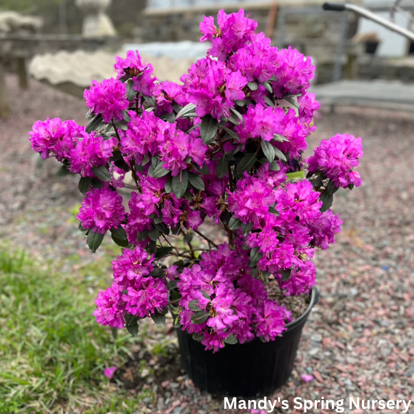 'PJM Elite Star' Rhododendron | Rhododendron 'PJM Elite Star' - Image 2