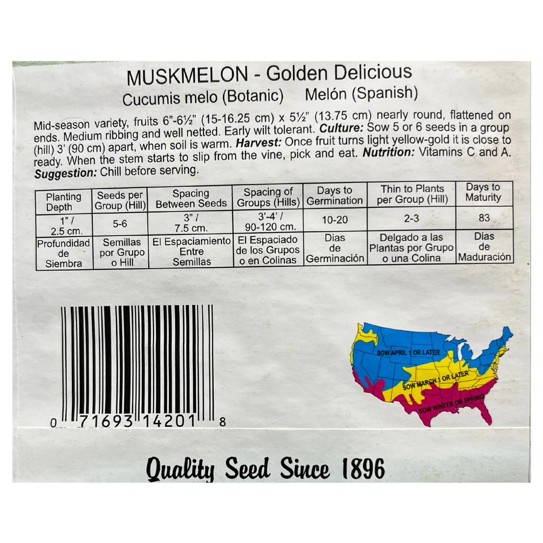 Muskmelon, Golden Delicious Seeds - Image 2