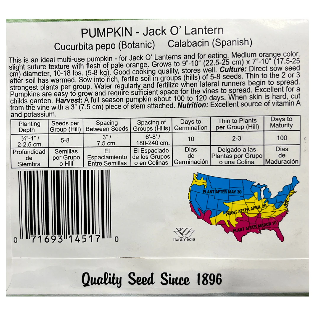 Pumpkin, Jack O' Lantern - Image 2