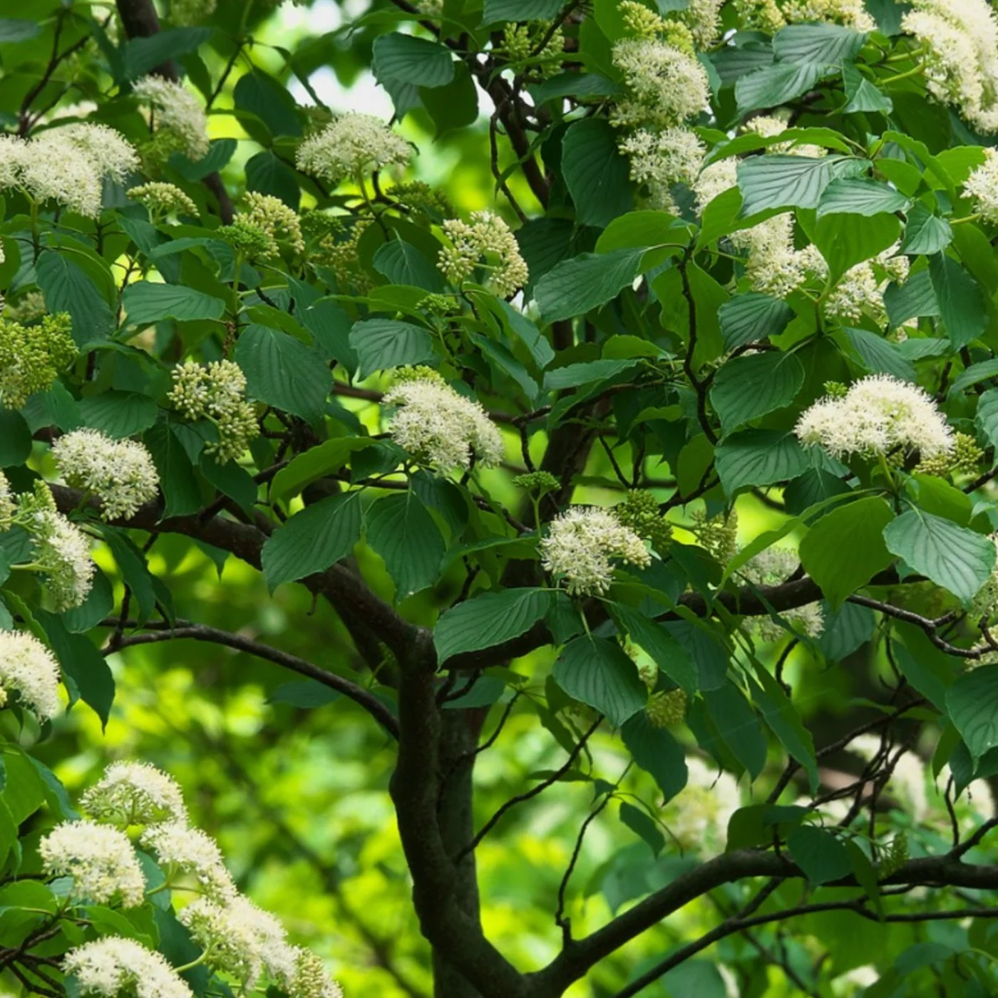 Pagoda Dogwood | Cornus alternifolia - Image 3