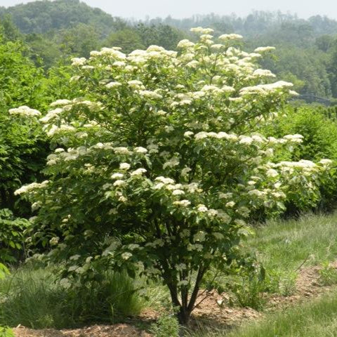 Pagoda Dogwood | Cornus alternifolia - Image 4