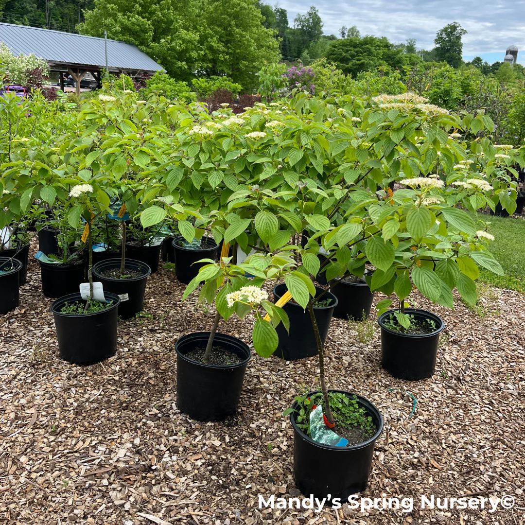 Pagoda Dogwood | Cornus alternifolia - Image 5