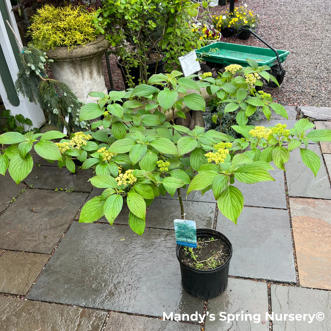 Pagoda Dogwood | Cornus alternifolia - Image 7