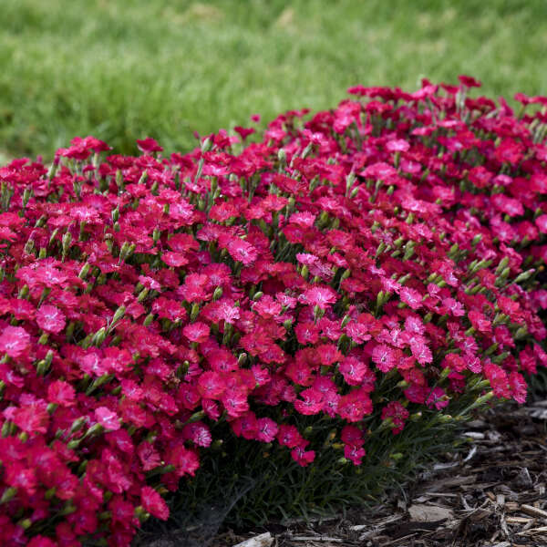 'Paint the Town Red' Dianthus - Image 2