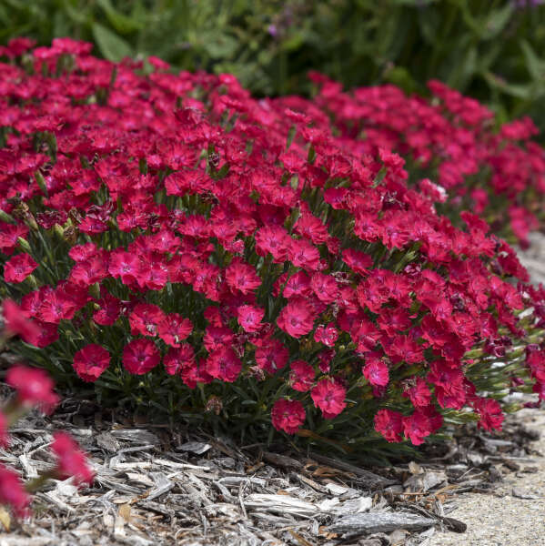 'Paint the Town Red' Dianthus - Image 3