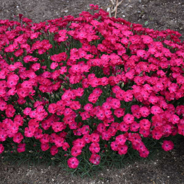 'Paint the Town Red' Dianthus - Image 4