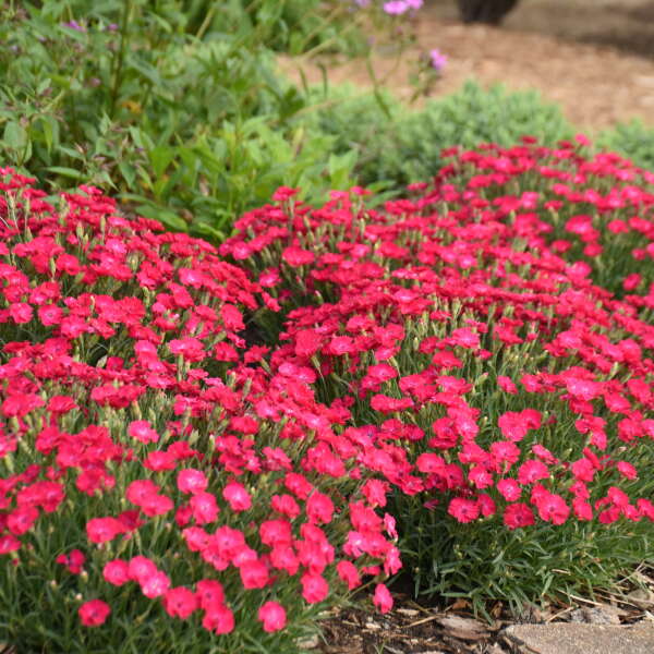 'Paint the Town Red' Dianthus - Image 5
