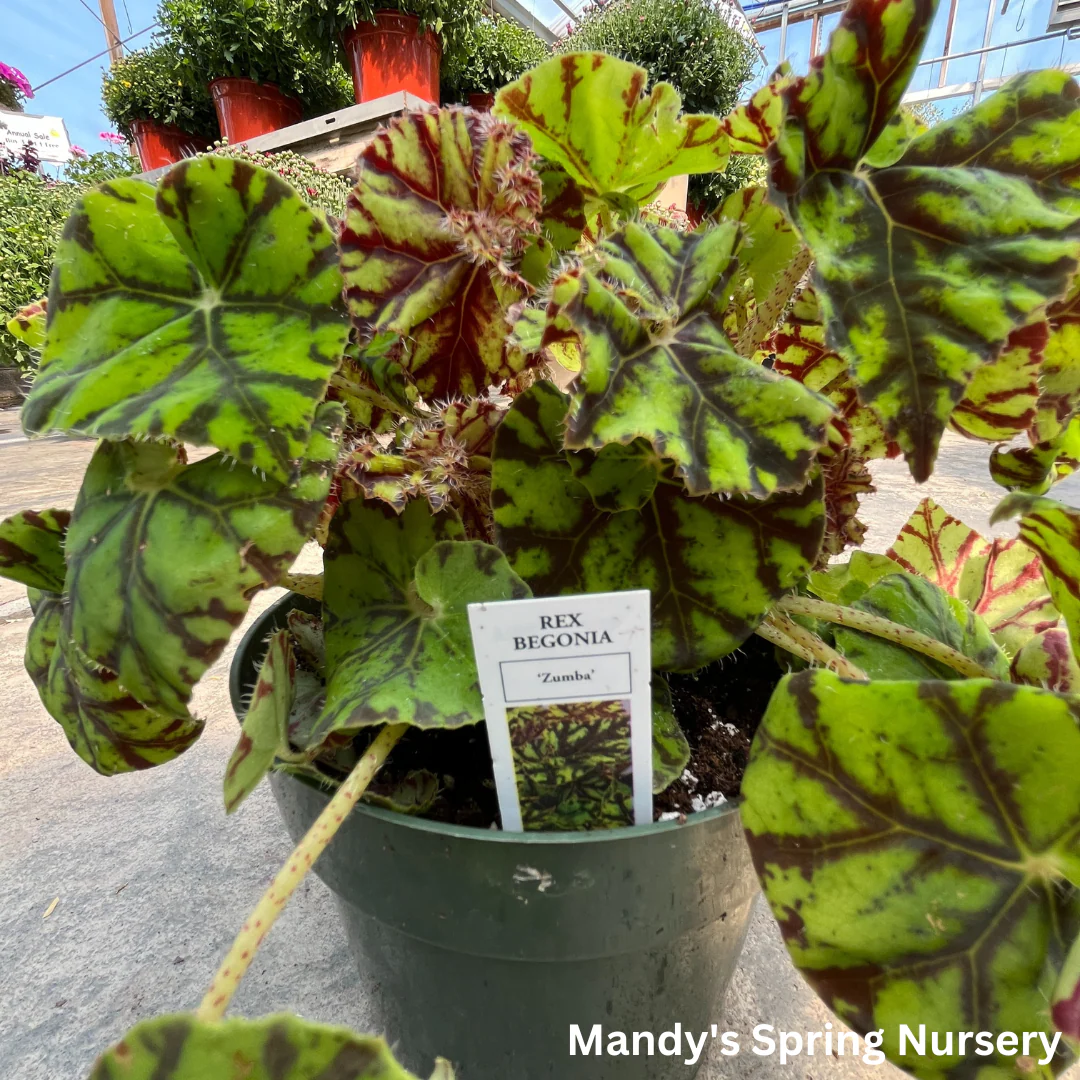 Painted Leaf Begonia | Begonia rex-cultorum - Image 10