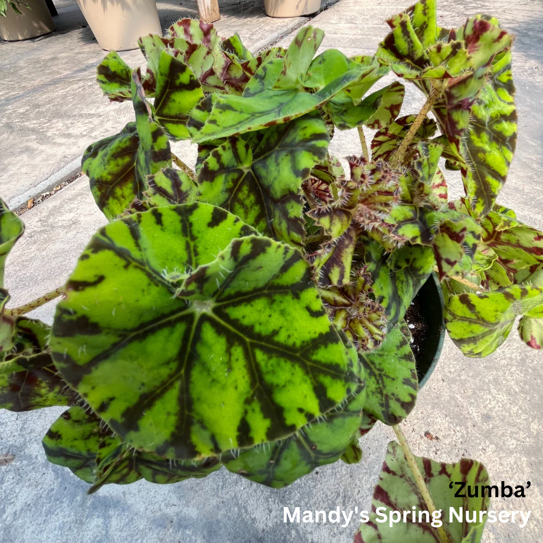 Painted Leaf Begonia | Begonia rex-cultorum - Image 11