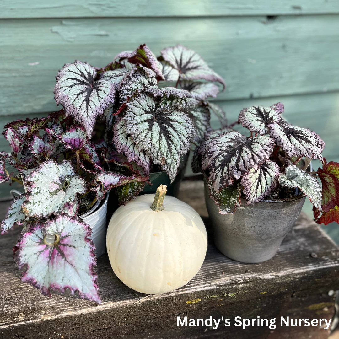Painted Leaf Begonia | Begonia rex-cultorum - Image 12