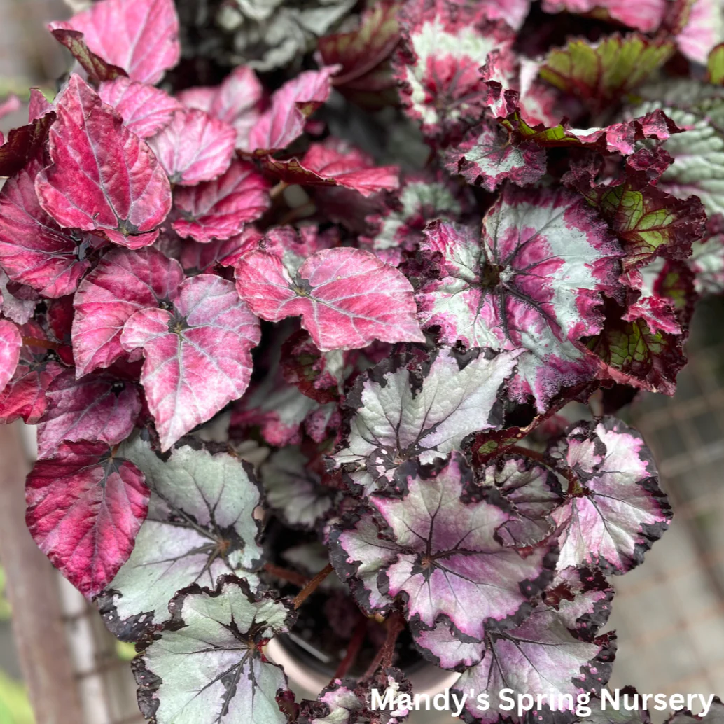 Painted Leaf Begonia | Begonia rex-cultorum - Image 2