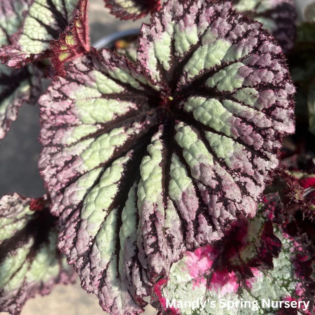 Painted Leaf Begonia | Begonia rex-cultorum - Image 3