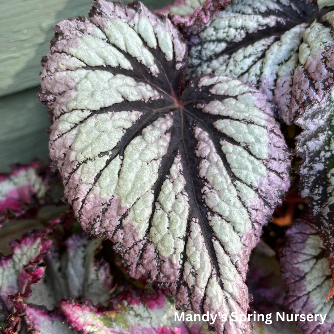 Painted Leaf Begonia | Begonia rex-cultorum - Image 4