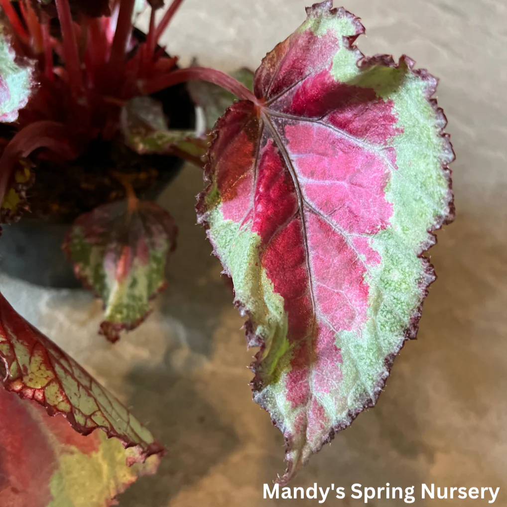 Painted Leaf Begonia | Begonia rex-cultorum - Image 5