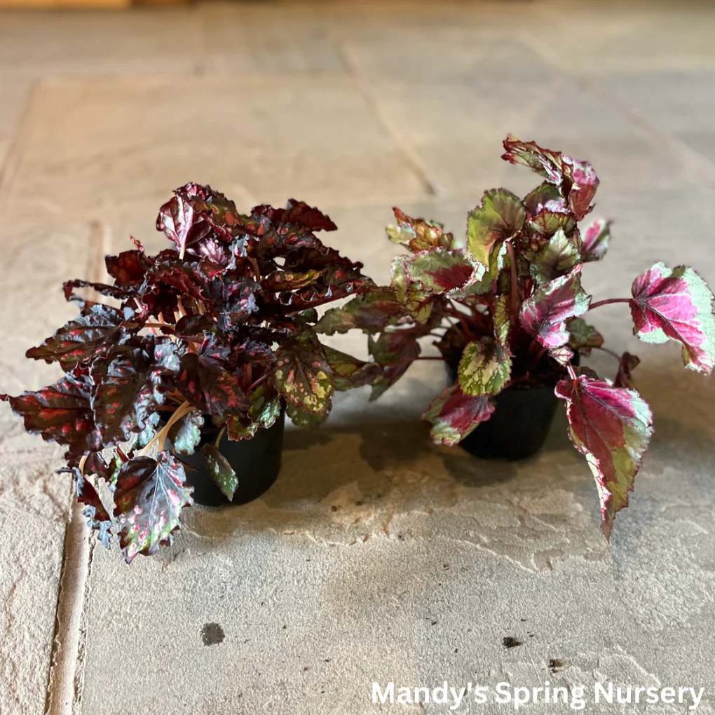 Painted Leaf Begonia | Begonia rex-cultorum - Image 6