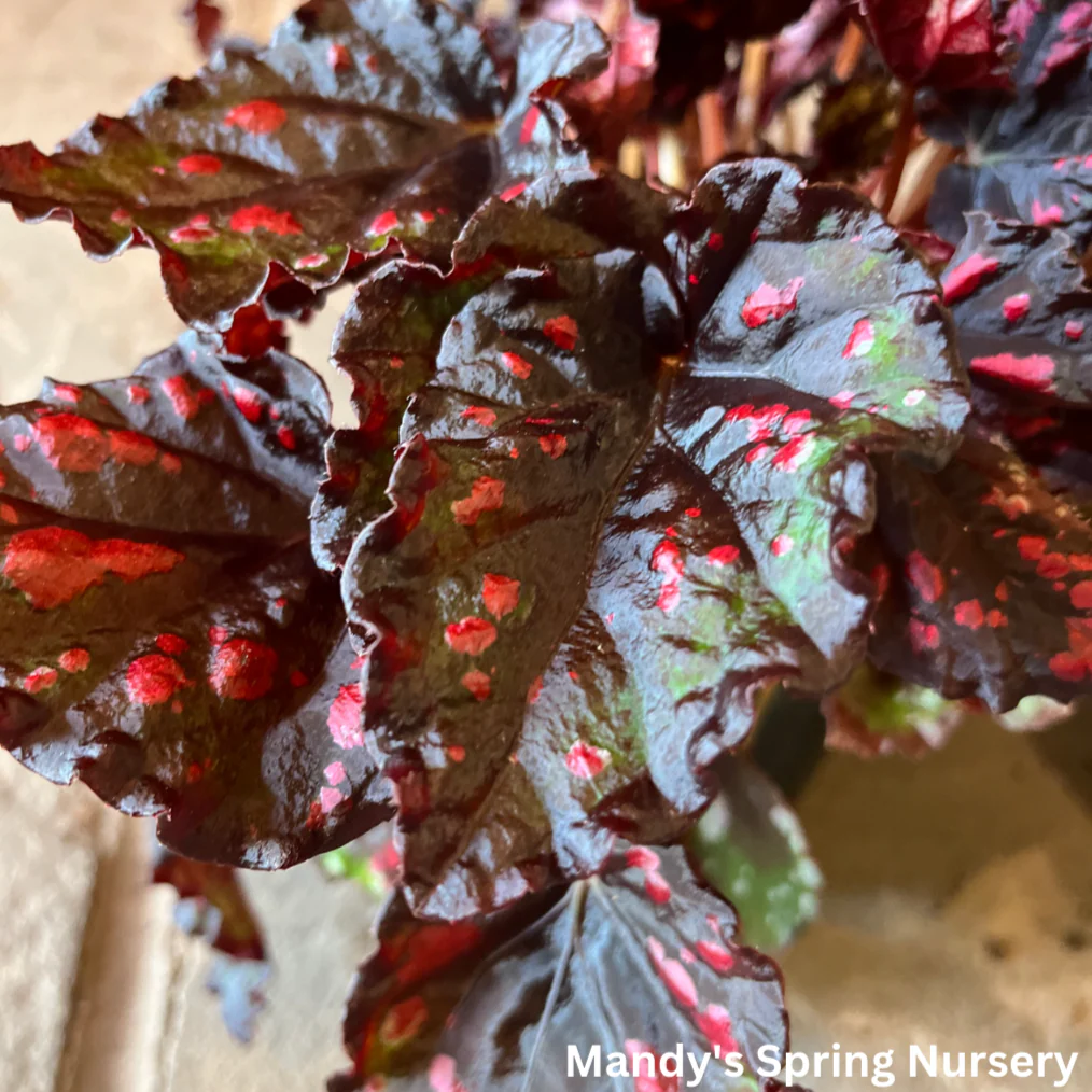 Painted Leaf Begonia | Begonia rex-cultorum - Image 7