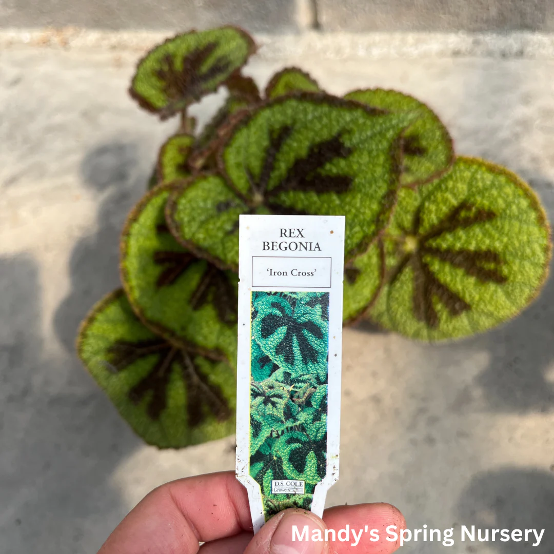 Painted Leaf Begonia | Begonia rex-cultorum - Image 8