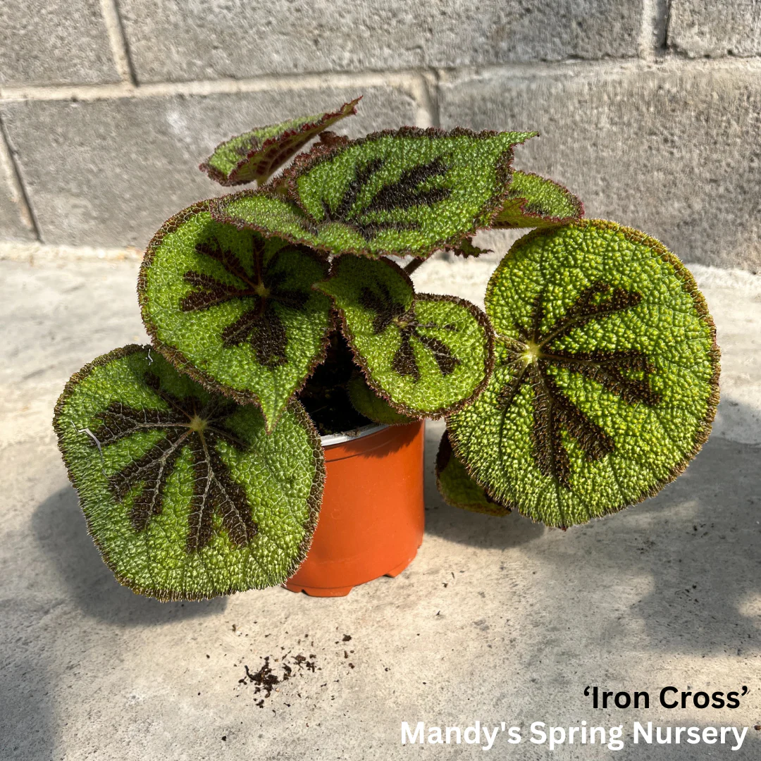 Painted Leaf Begonia | Begonia rex-cultorum - Image 9