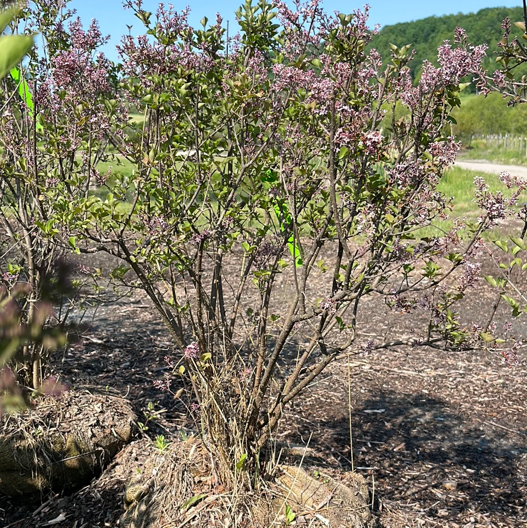 Palibin Dwarf Korean Lilac | Syringa meyeri - Image 5