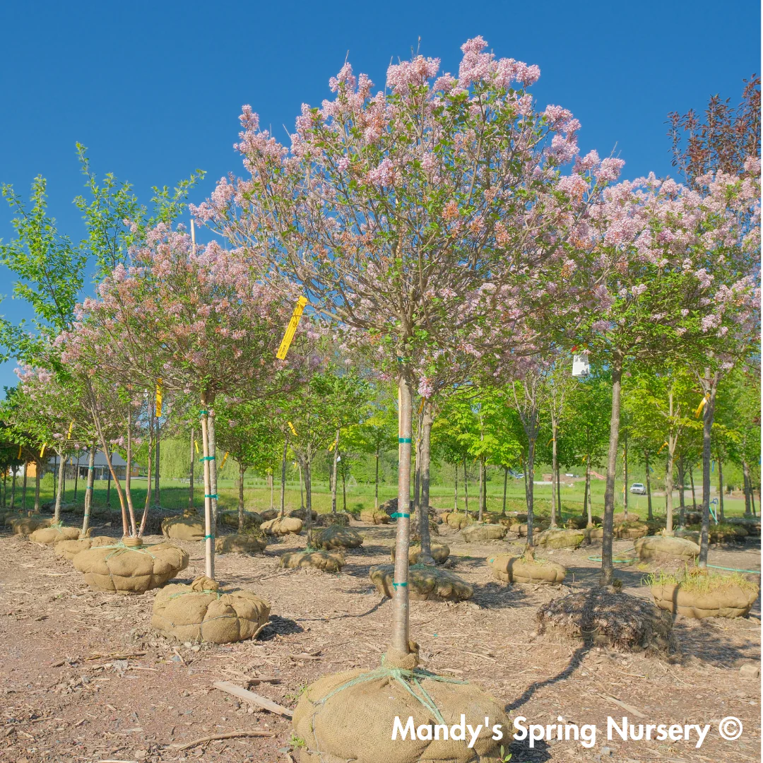 Palibin Dwarf Korean Lilac Tree | Syringa meyeri 'Palibin'
