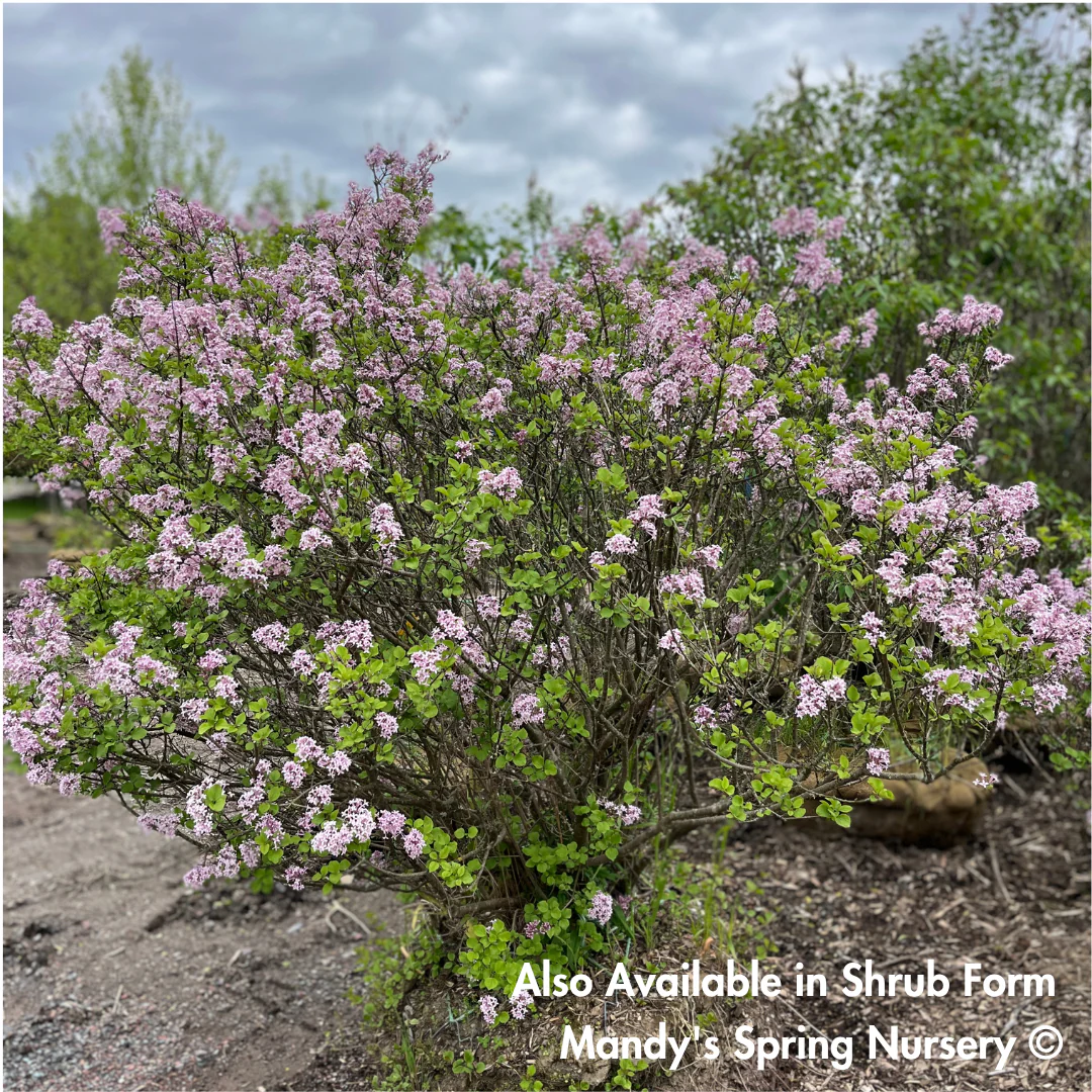 Palibin Dwarf Korean Lilac Tree | Syringa meyeri 'Palibin' - Image 2
