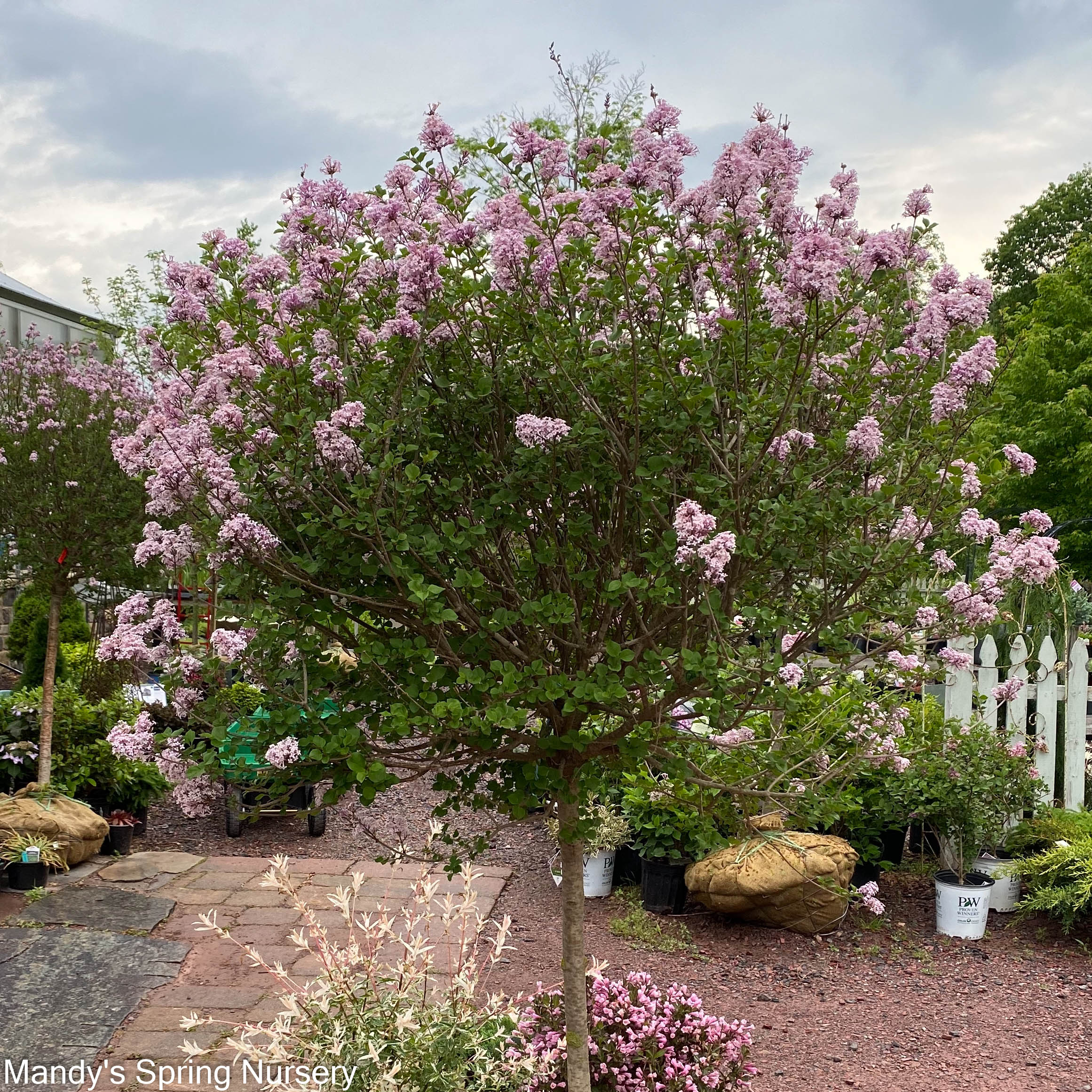 Palibin Dwarf Korean Lilac Tree | Syringa meyeri 'Palibin' - Image 3