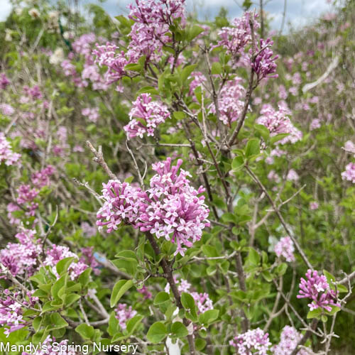 Palibin Dwarf Korean Lilac Tree | Syringa meyeri 'Palibin' - Image 4