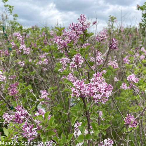Palibin Dwarf Korean Lilac Tree | Syringa meyeri 'Palibin' - Image 5