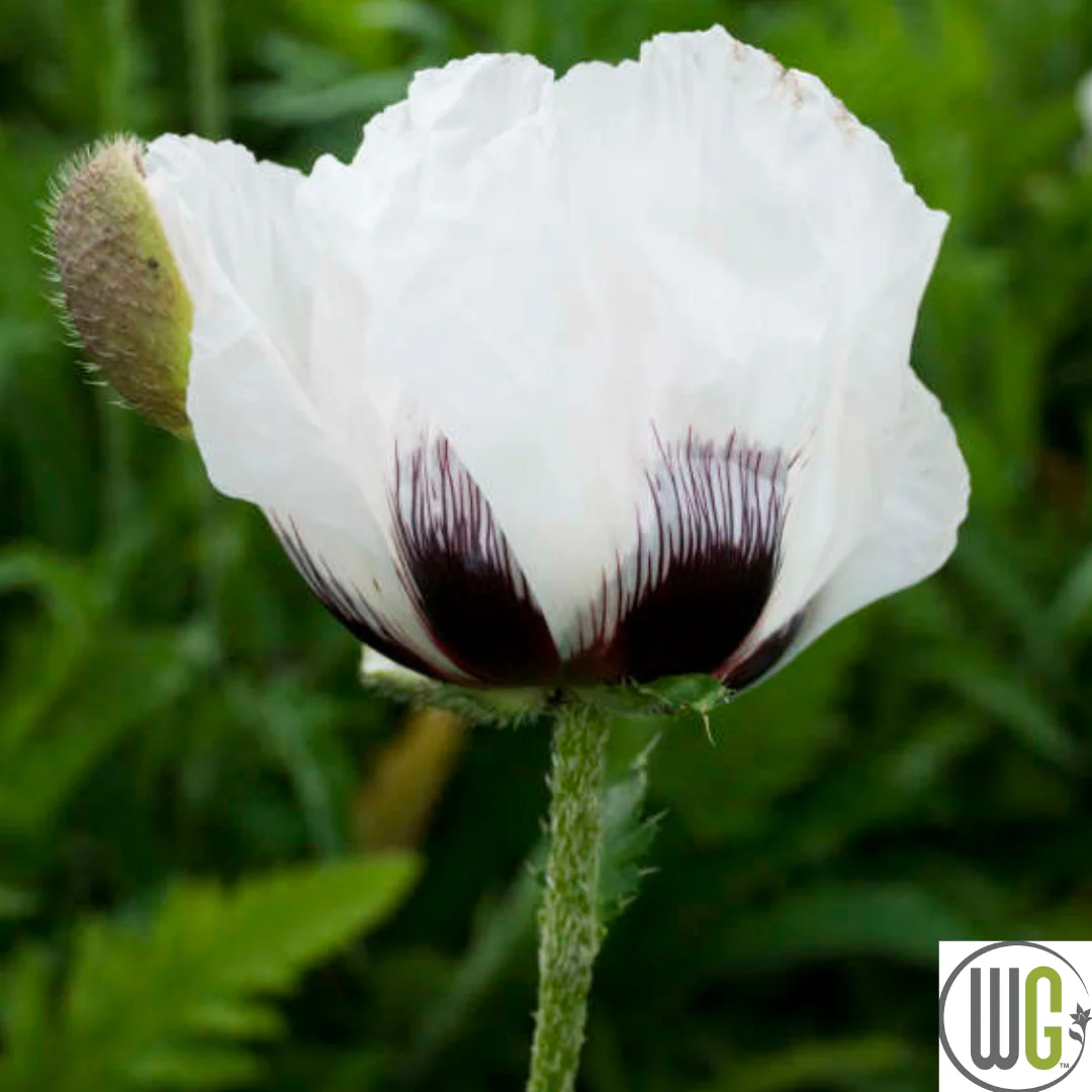 'Royal Wedding' Oriental Poppy | Papavar orientalis - Image 2