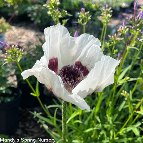 'Royal Wedding' Oriental Poppy | Papavar orientalis - Image 3