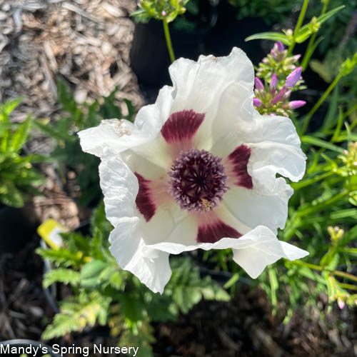 'Royal Wedding' Oriental Poppy | Papavar orientalis - Image 4