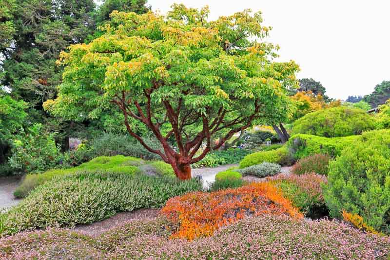 Paperbark Maple | Acer Griseum - Image 5