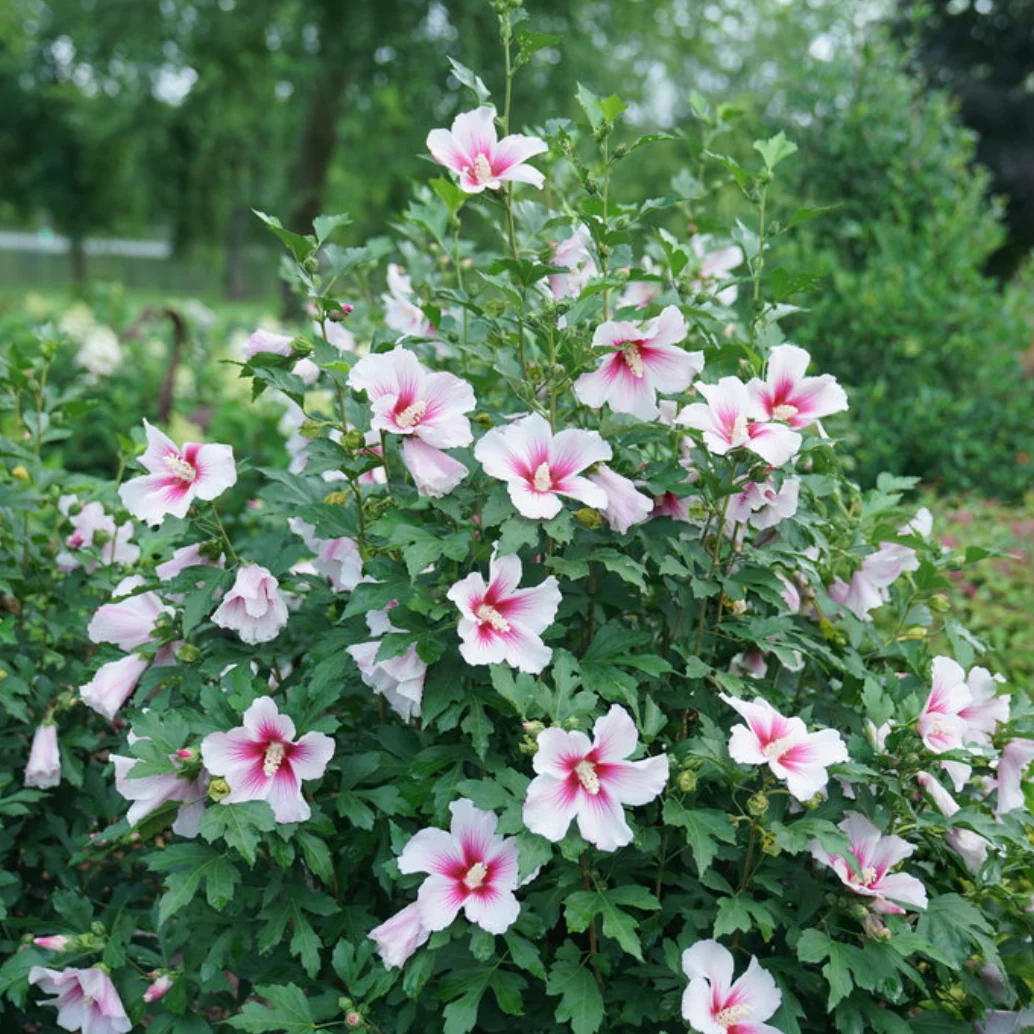 Paraplu Pink Ink® Rose of Sharon | Hibiscus syriacus - Image 2