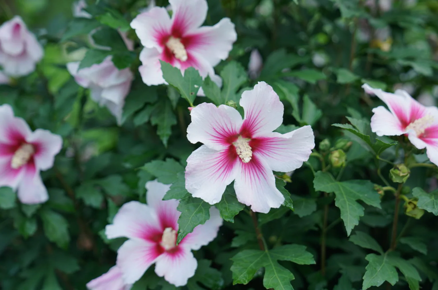 Paraplu Pink Ink® Rose of Sharon | Hibiscus syriacus - Image 3