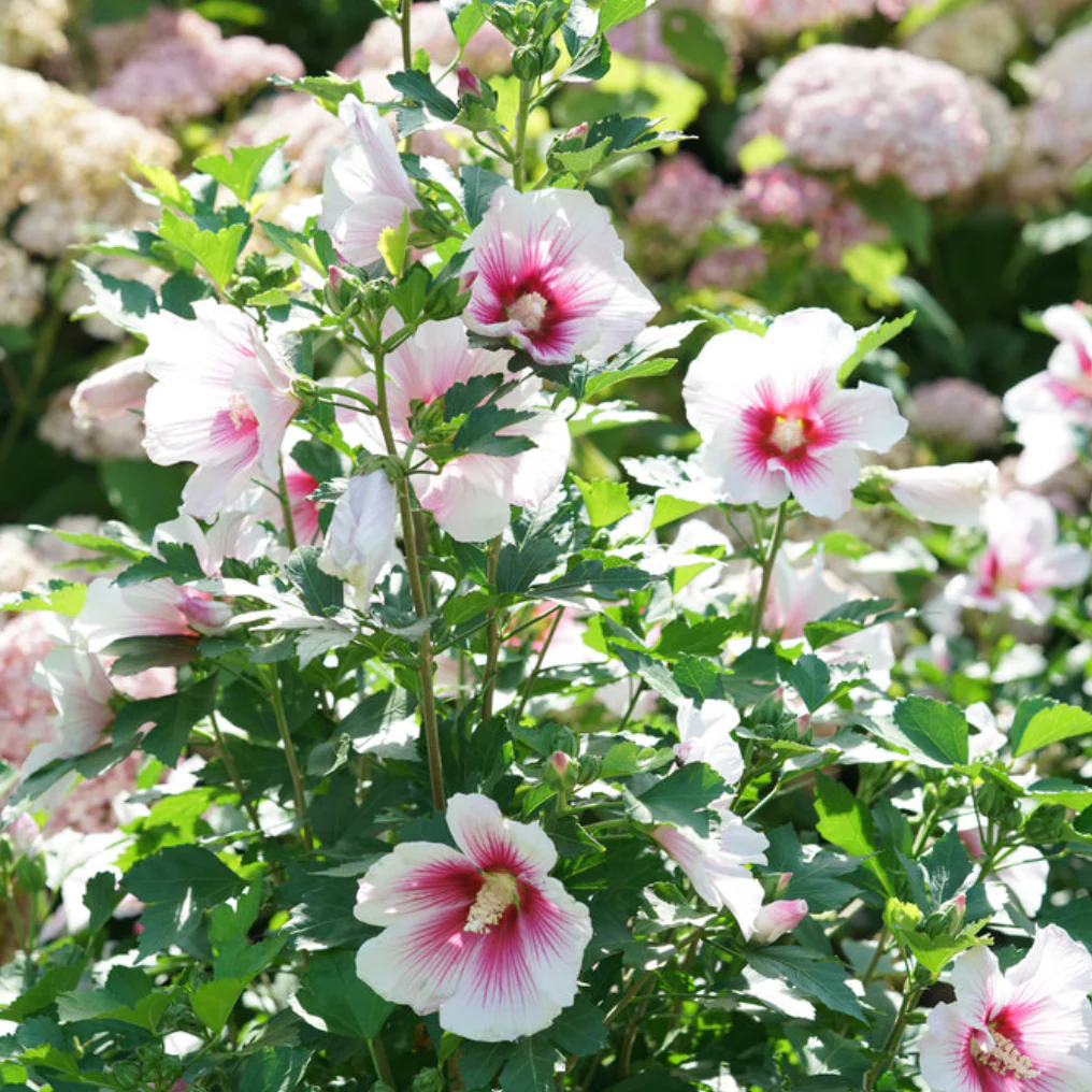 Paraplu Pink Ink® Rose of Sharon | Hibiscus syriacus - Image 4